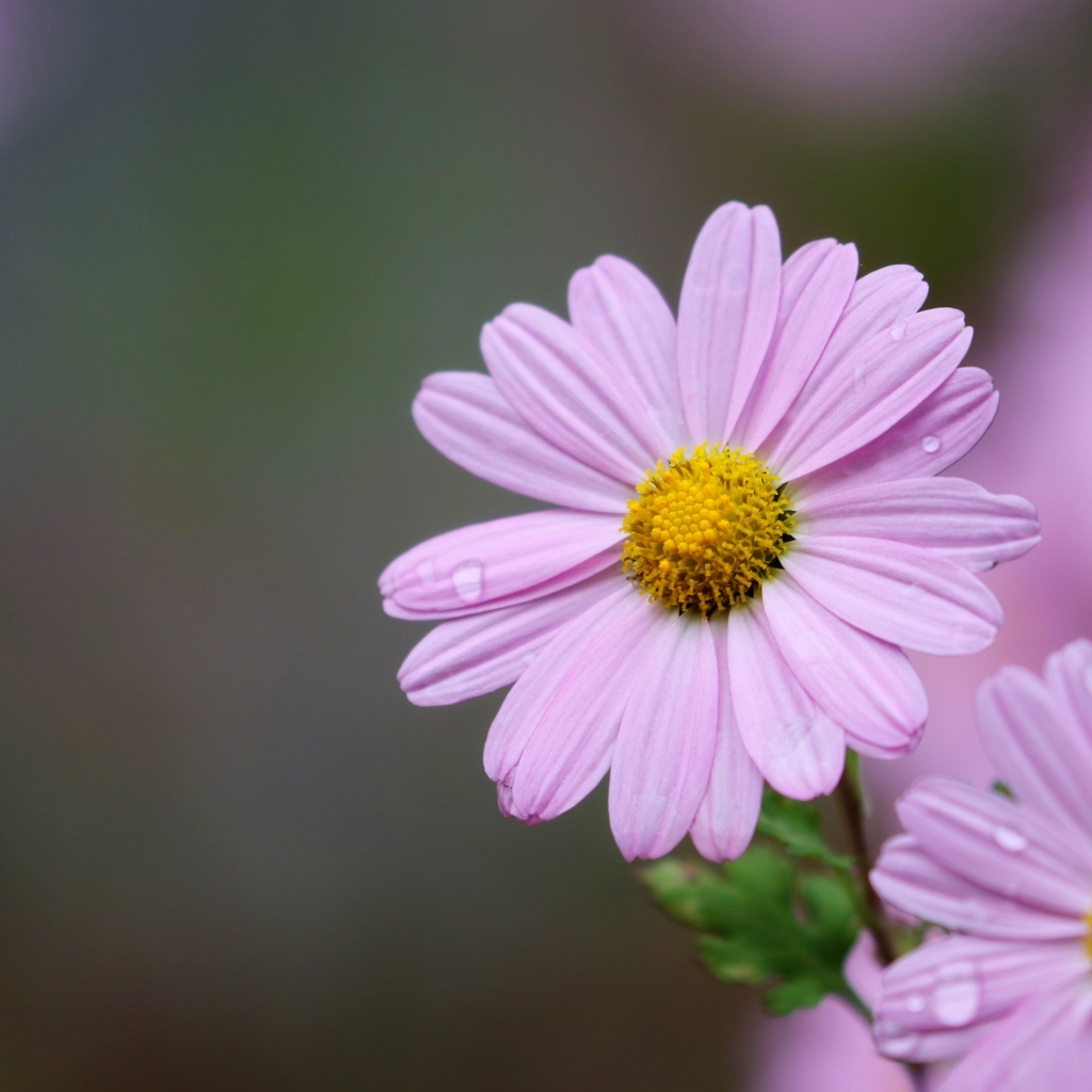 Розовые ромашковидные хризантемы крупным планом