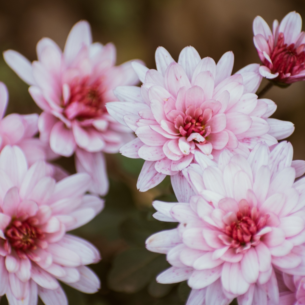 Розовые цветы хризантемы крупным планом