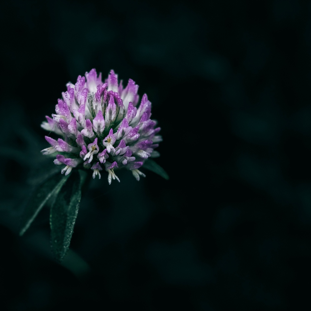 Розовый цветок клевера крупным планом