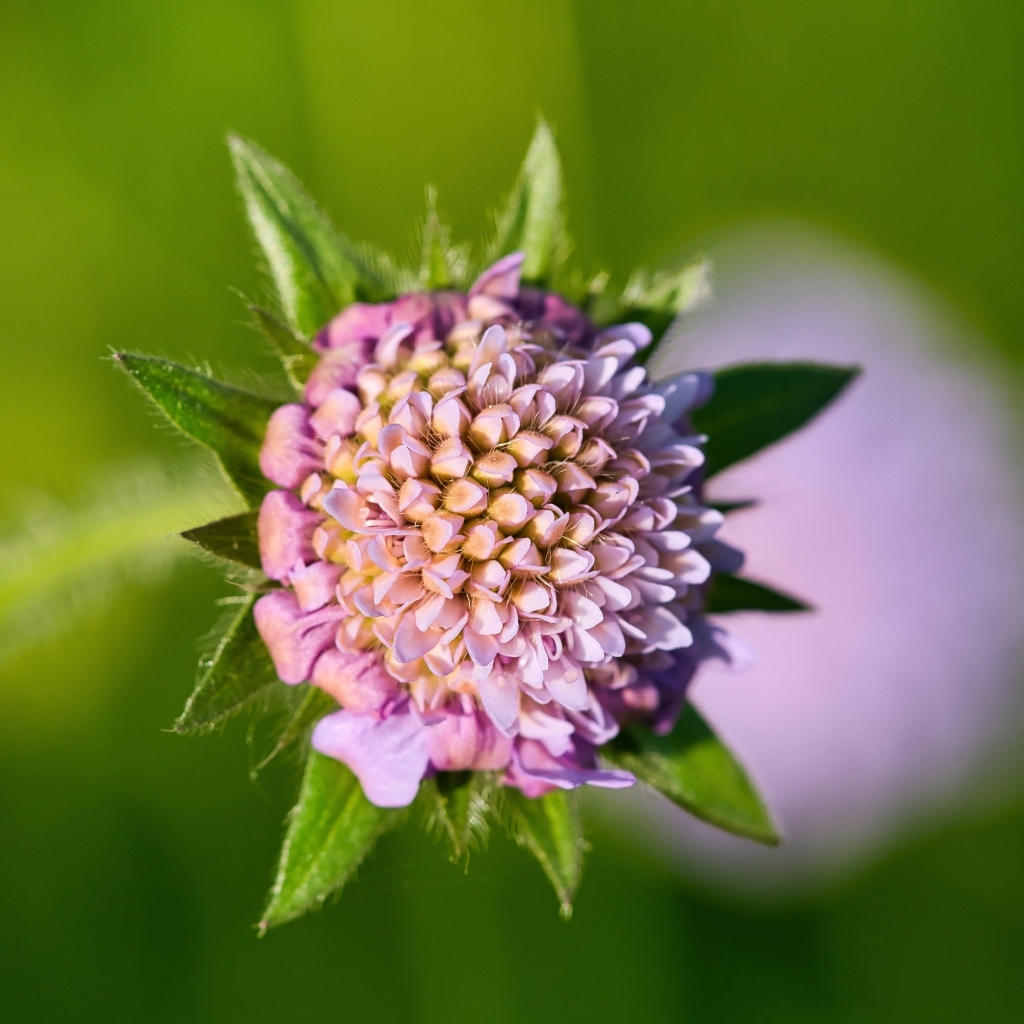 Розовый цветок клевера крупным планом