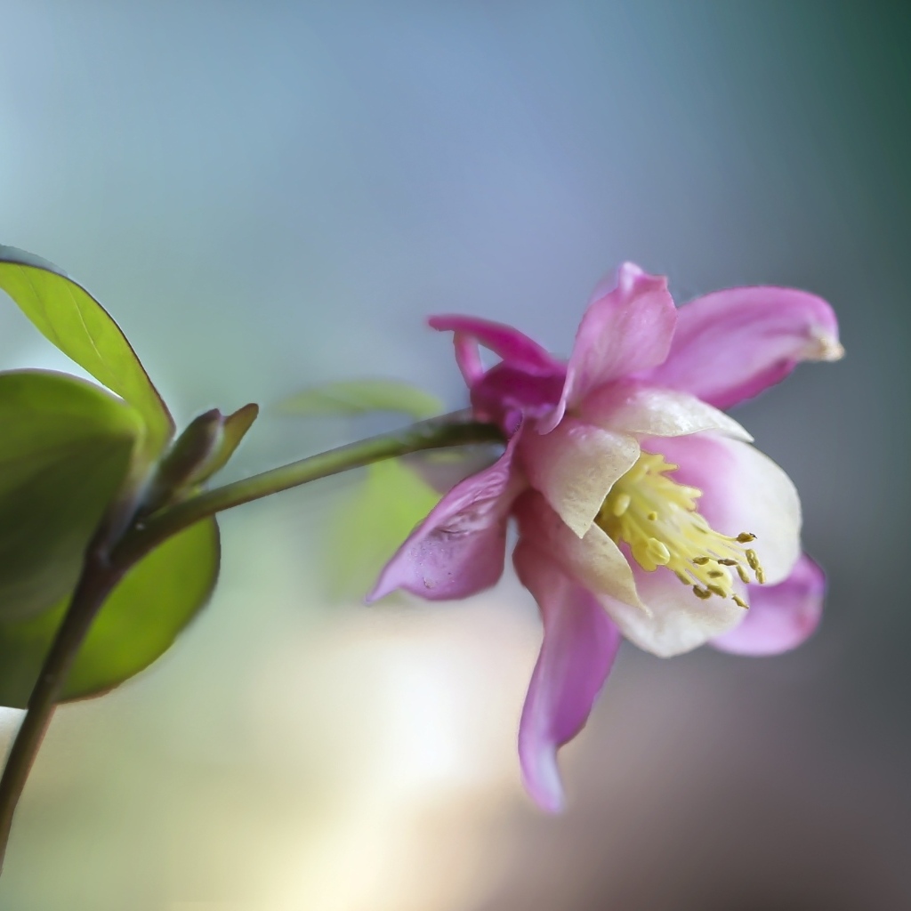 Розовый цветок водосбор крупным планом