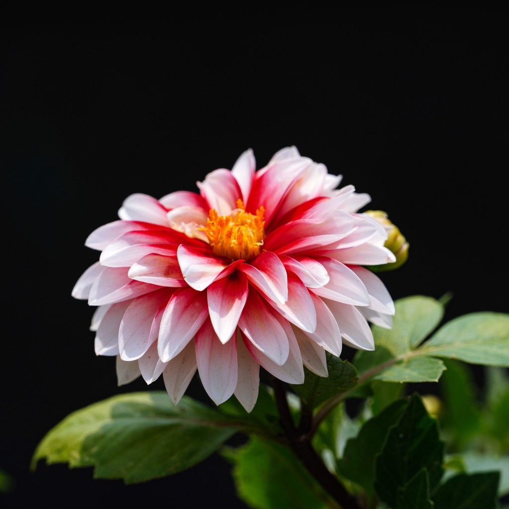 Розовый цветок георгина на черном фоне