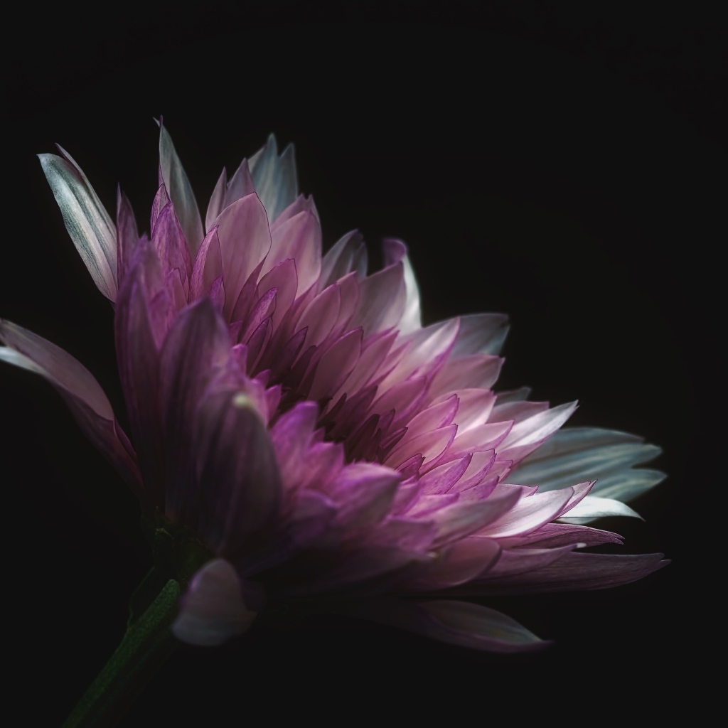 Розовый цветок георгина на черном фоне