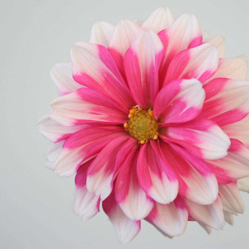 Розовый цветок георгина на сером фоне