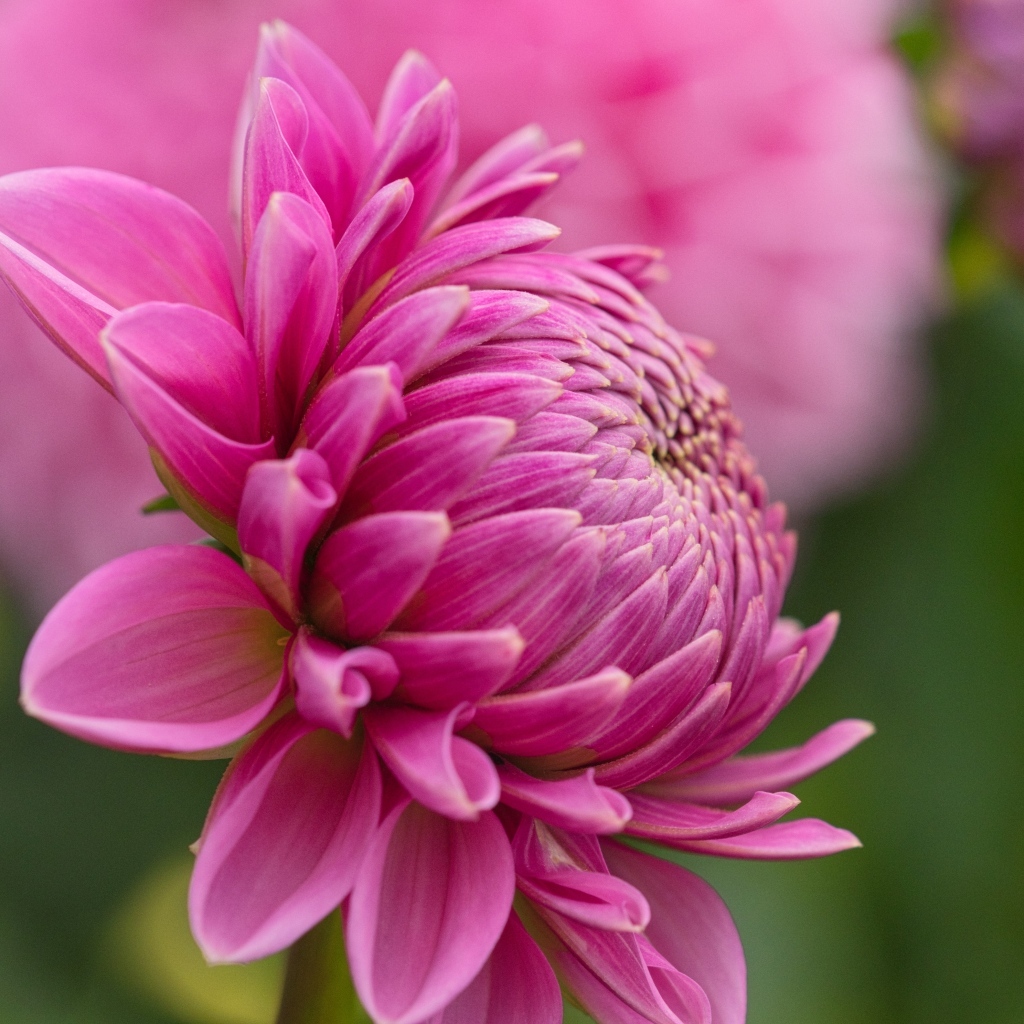 Розовый цветок георгина вид сбоку