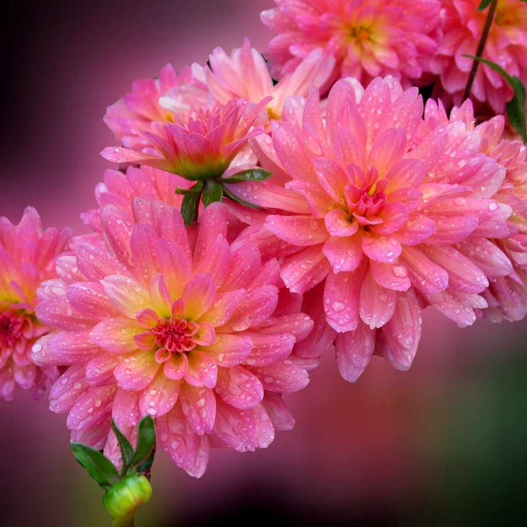 Розовые цветы георгина в каплях росы