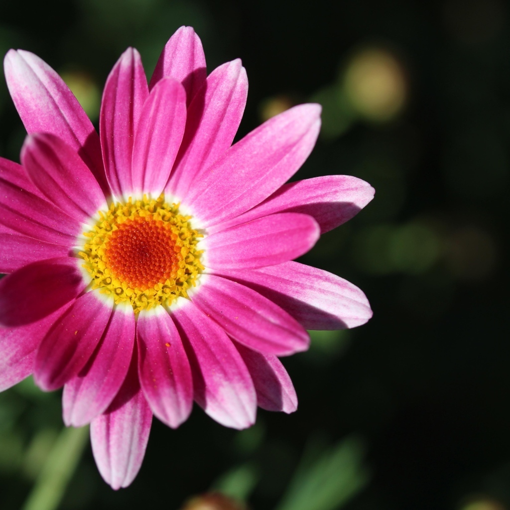 Розовый цветок ромашковидной хризантемы крупным планом