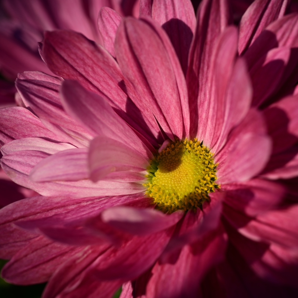 Розовая ромашковидная хризантема с желтой серединкой