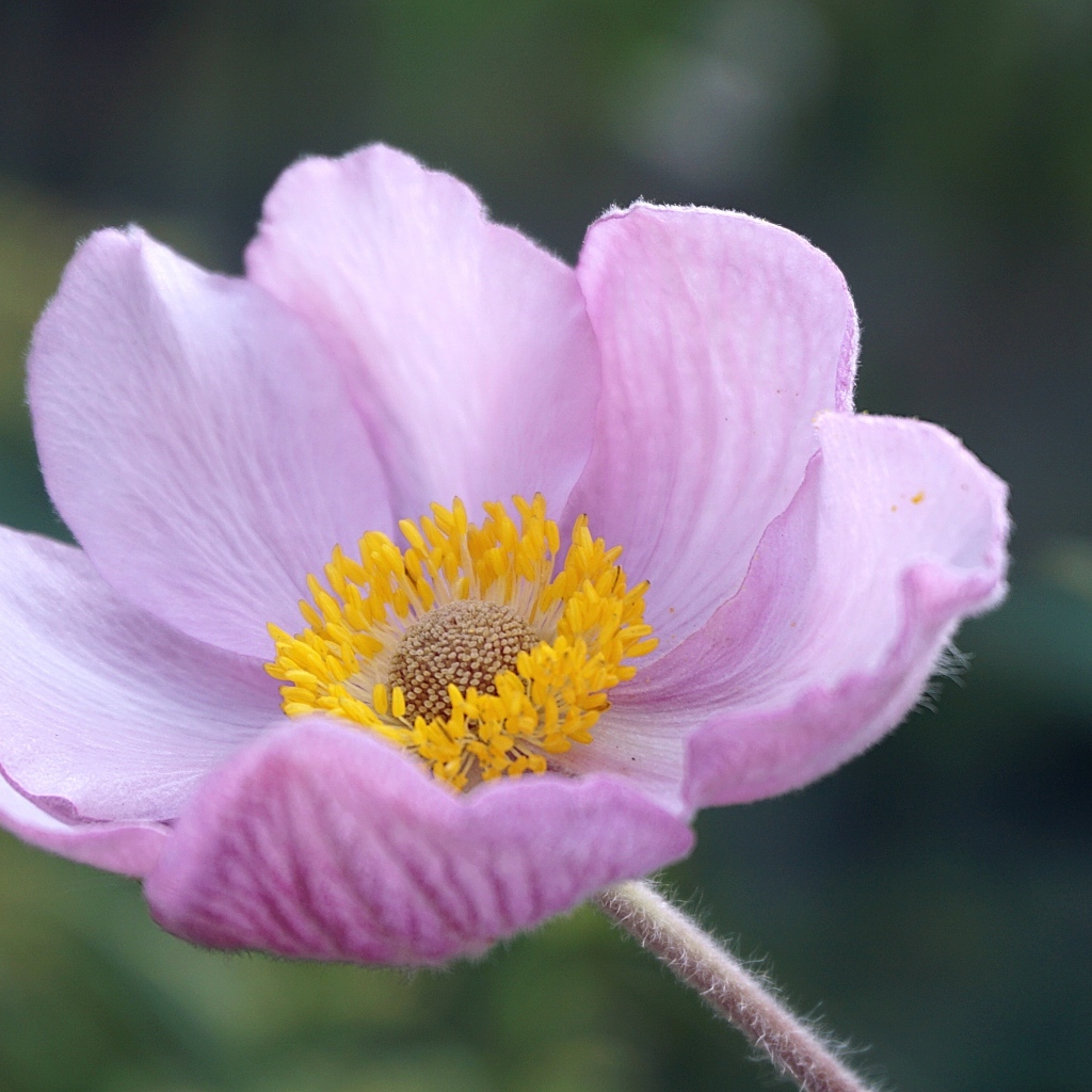 Розовый нежный цветок анемоны крупным планом