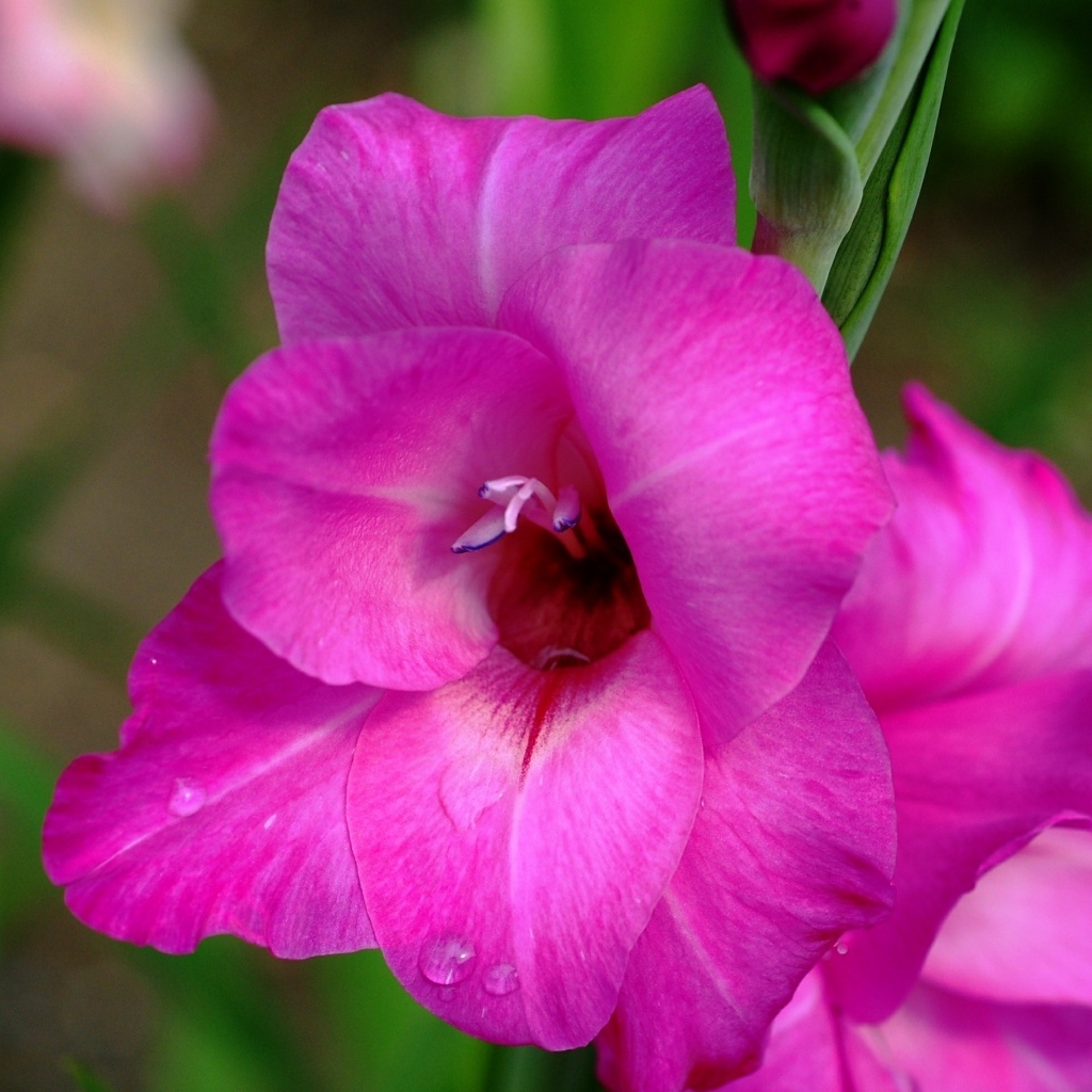 Розовый нежный цветок гладиолуса