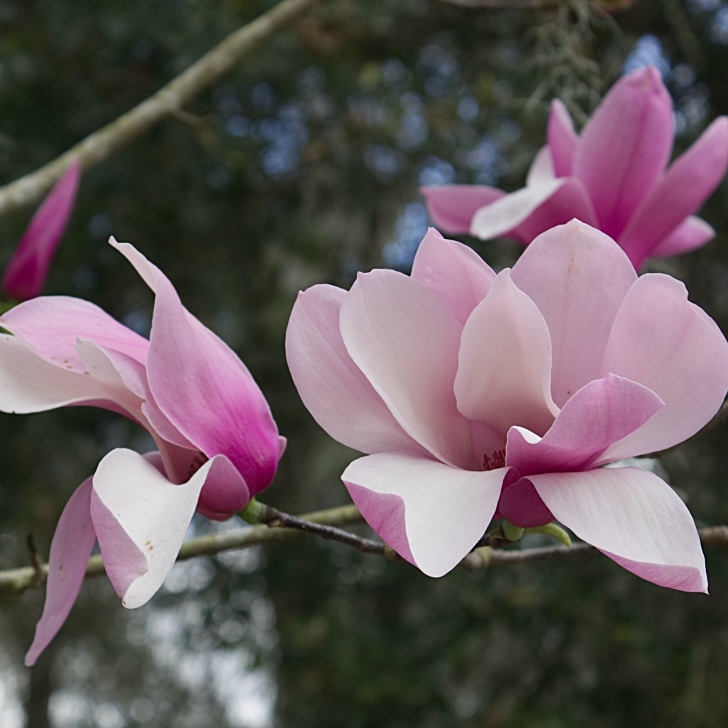 Розовые нежные цветы магнолии на ветке