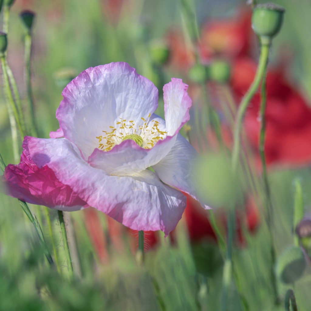 Розовый нежный цветок мака на поле крупным планом