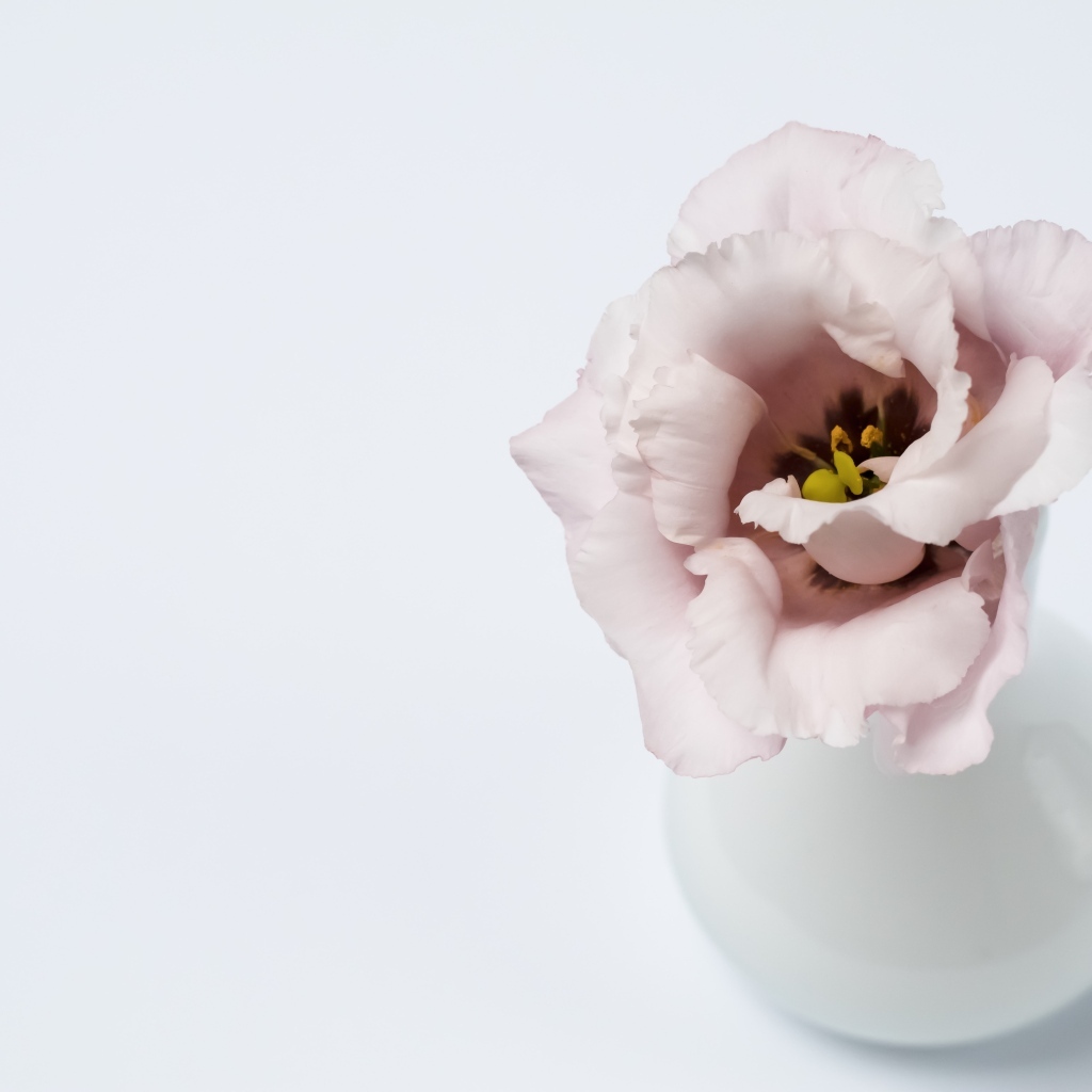 Розовый цветок эустомы в вазе на сером фоне