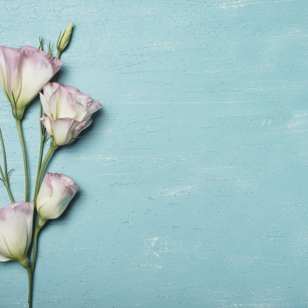 Розовый цветок эустомы на голубом столе