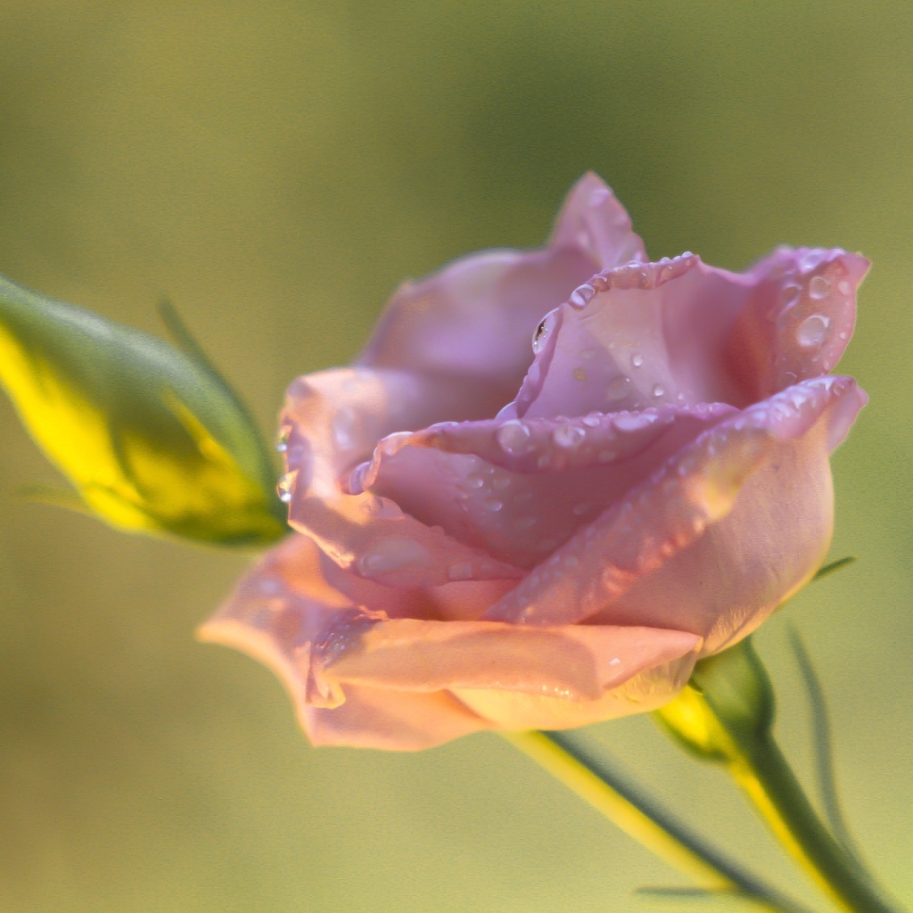 Розовый цветок эустомы с бутоном