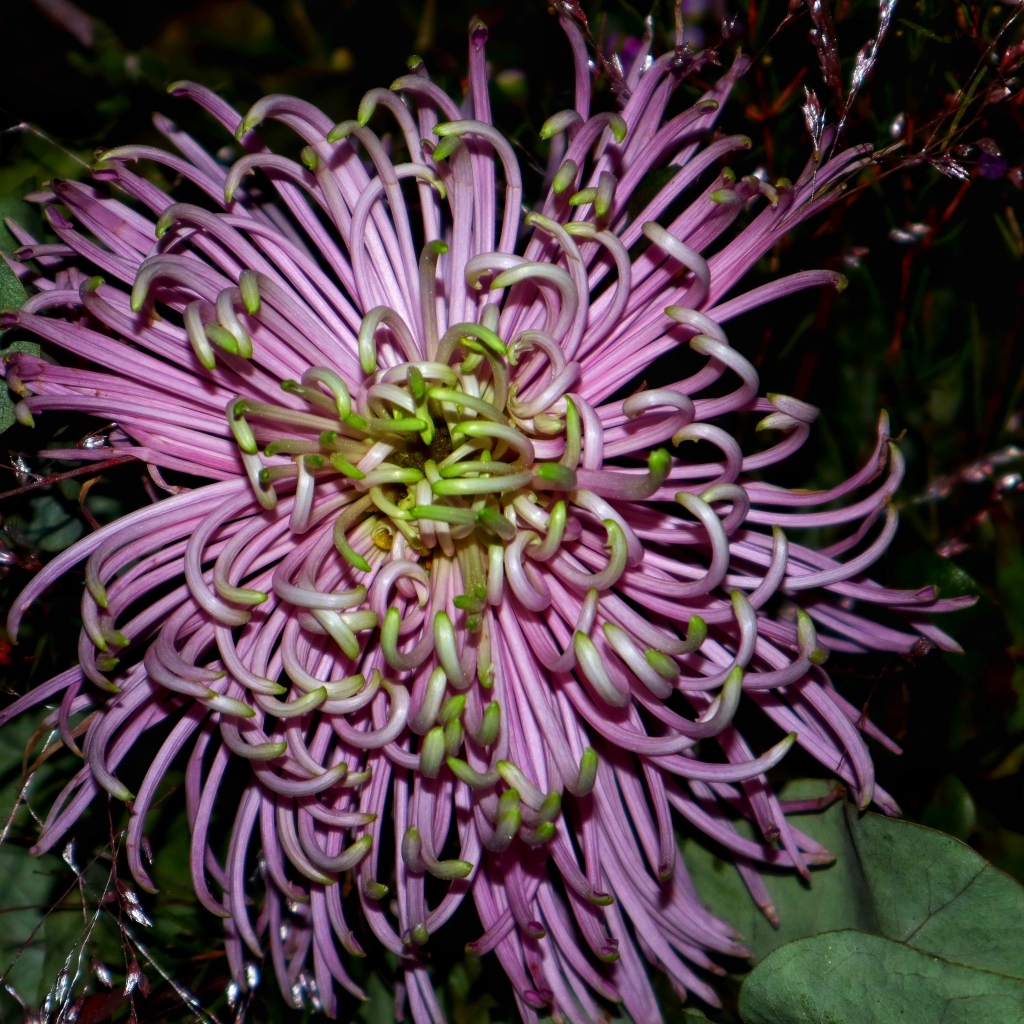 Розовый экзотический цветок крупным планом