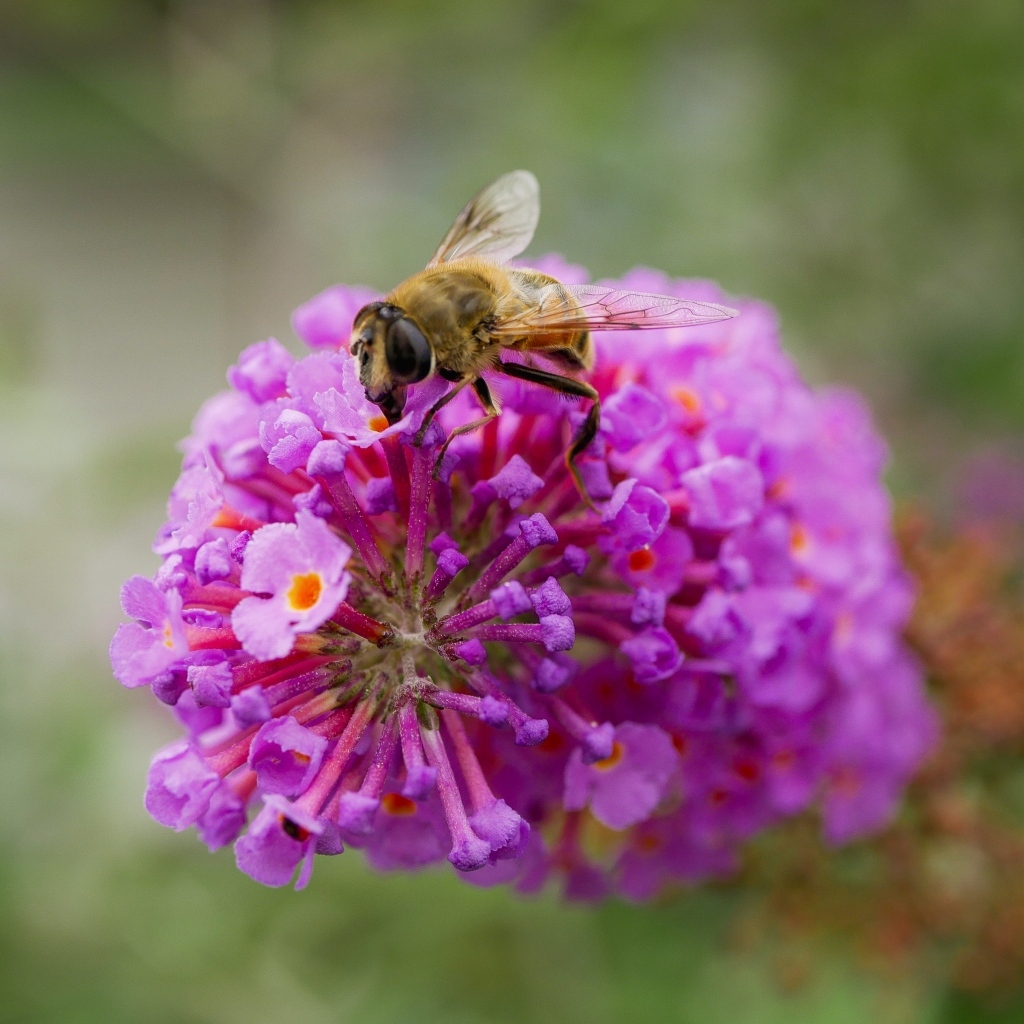 Розовый цветок с пчелой крупным планом