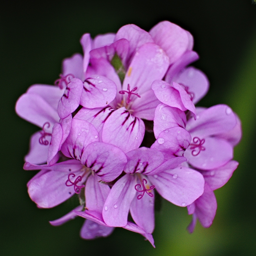 Розовые цветы в каплях росы крупным планом