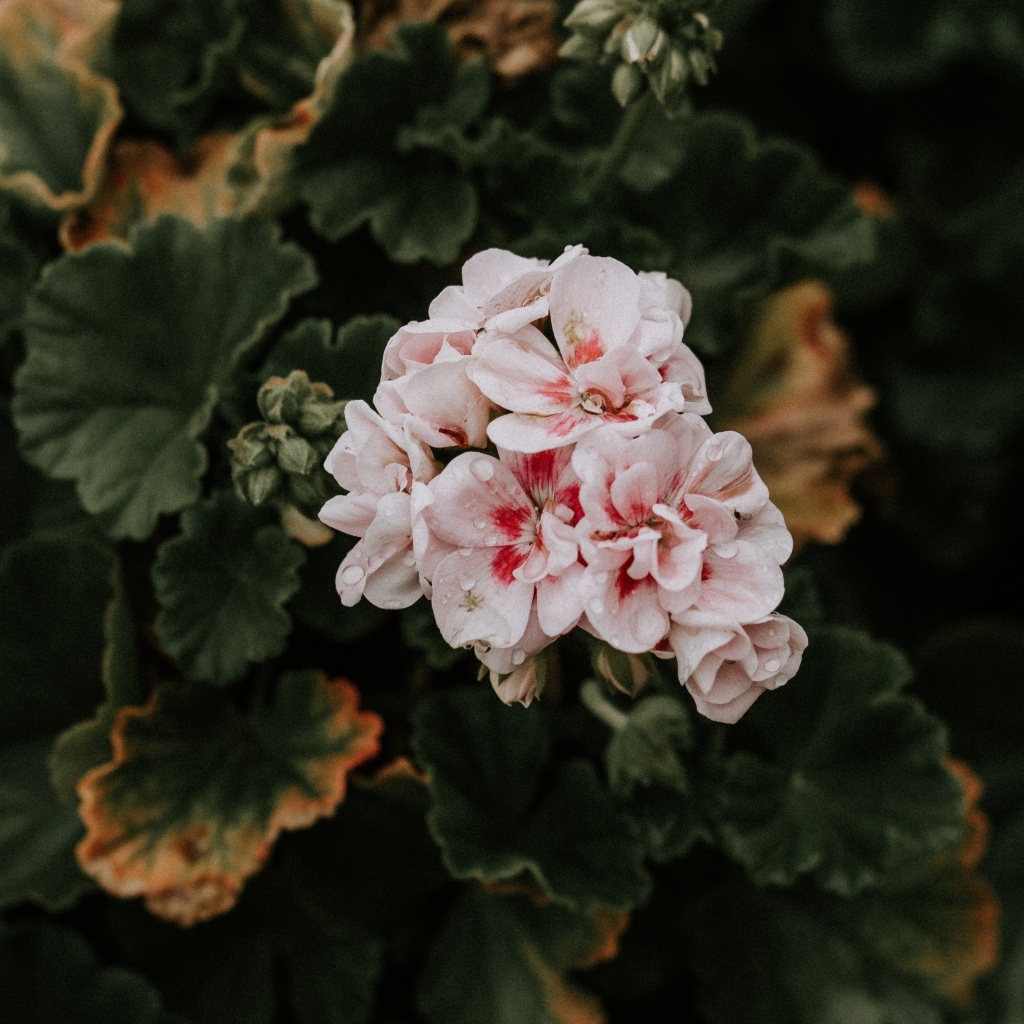 Розовые цветы комнатной герани