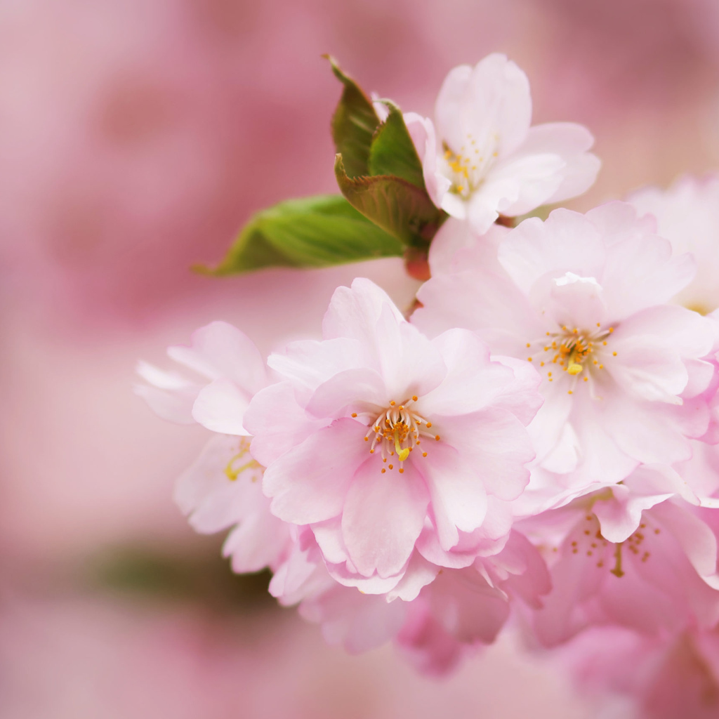 Розовые цветы на ветке с зелеными листьями весной