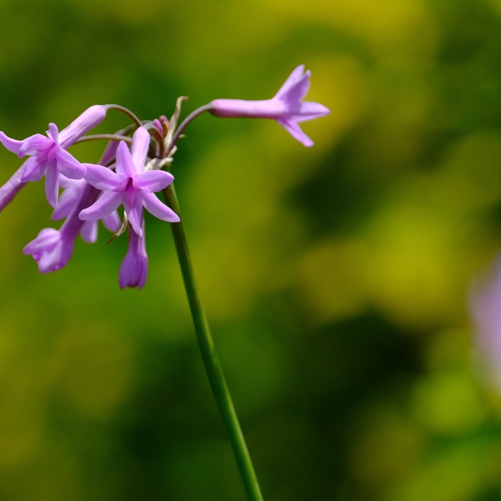 Розовые цветы на ветке растения крупным планом