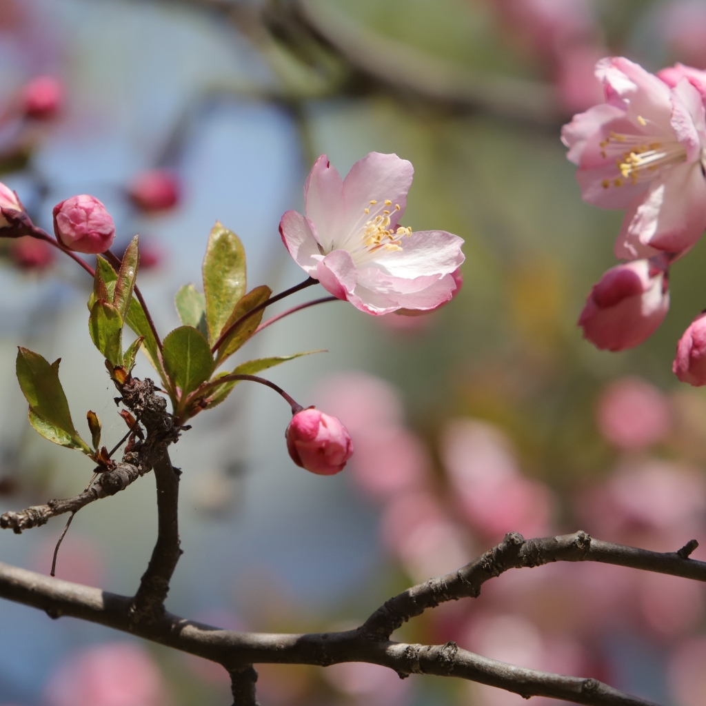 Розовые цветы на ожившем весеннем дереве