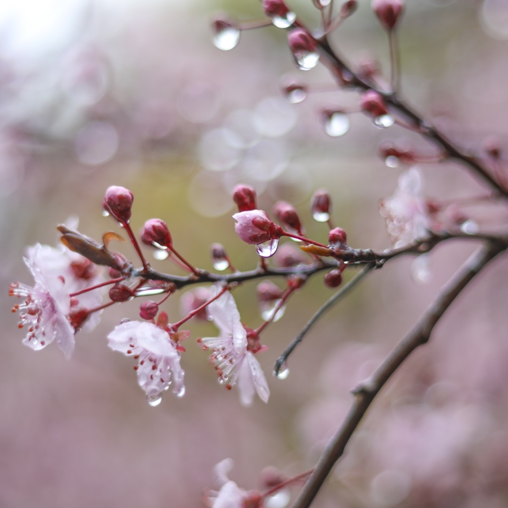 Розовые цветы на ветке дерева в каплях дождя весной