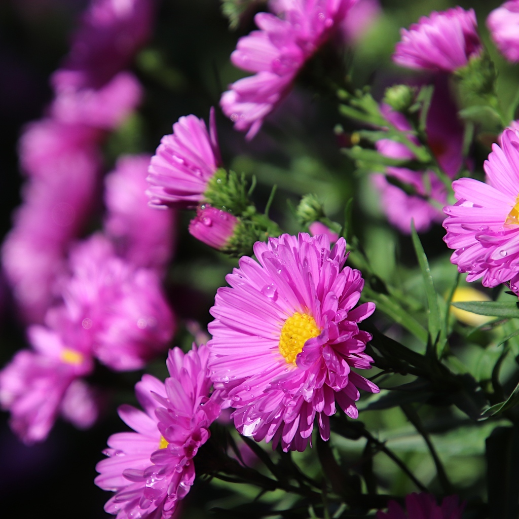 Розовые садовые астры крупным планом