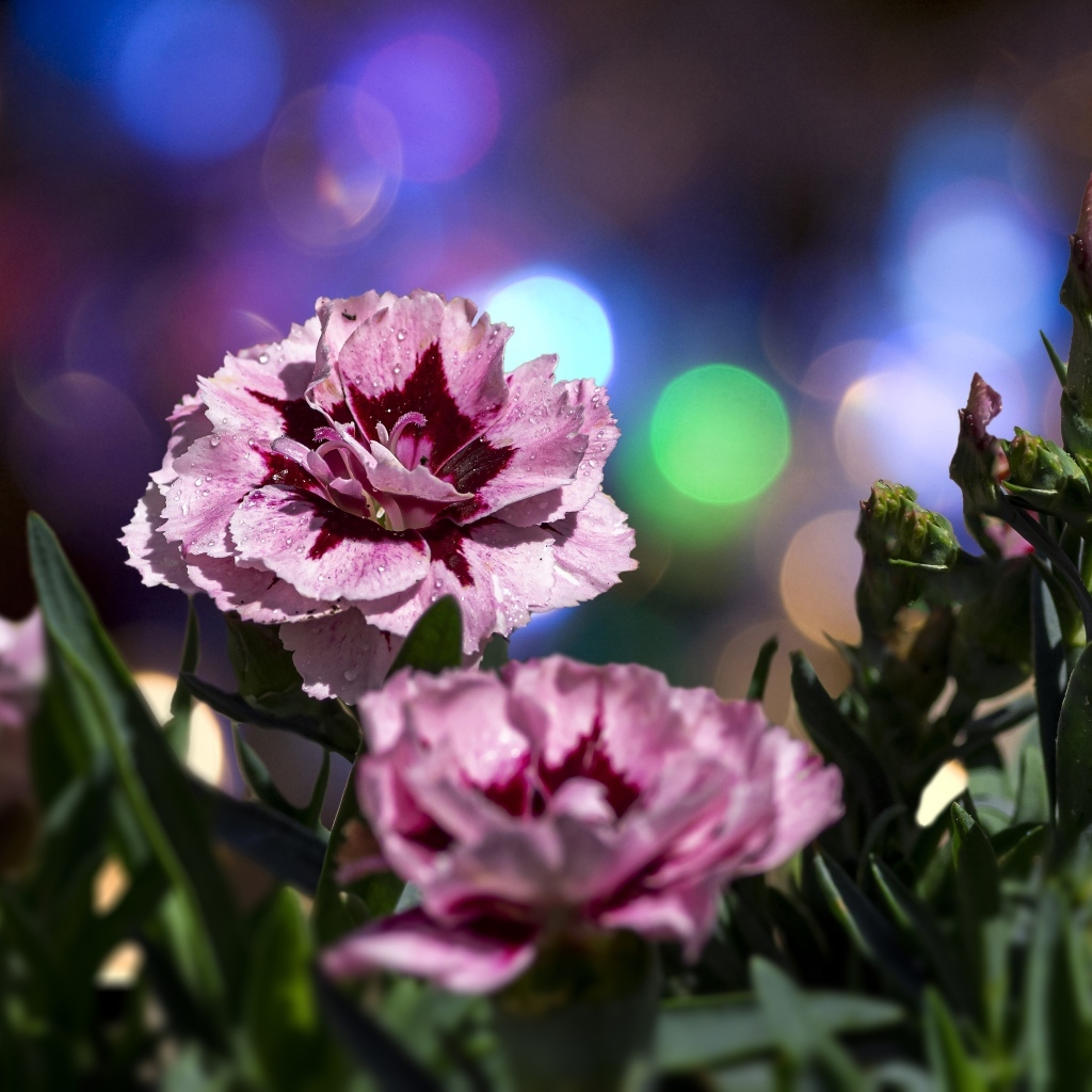 Розовые садовые гвоздики в лучах солнца