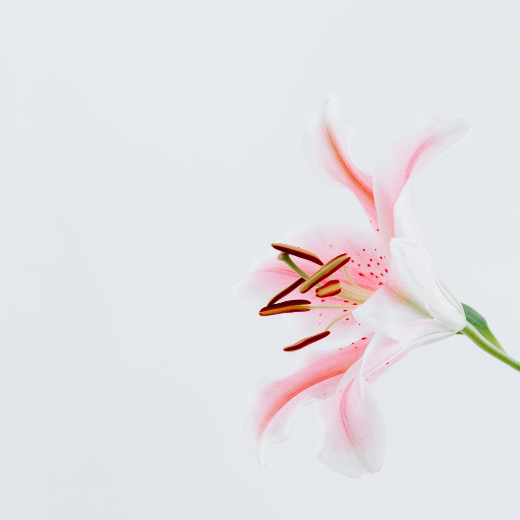Розовая садовая лилия на сером фоне