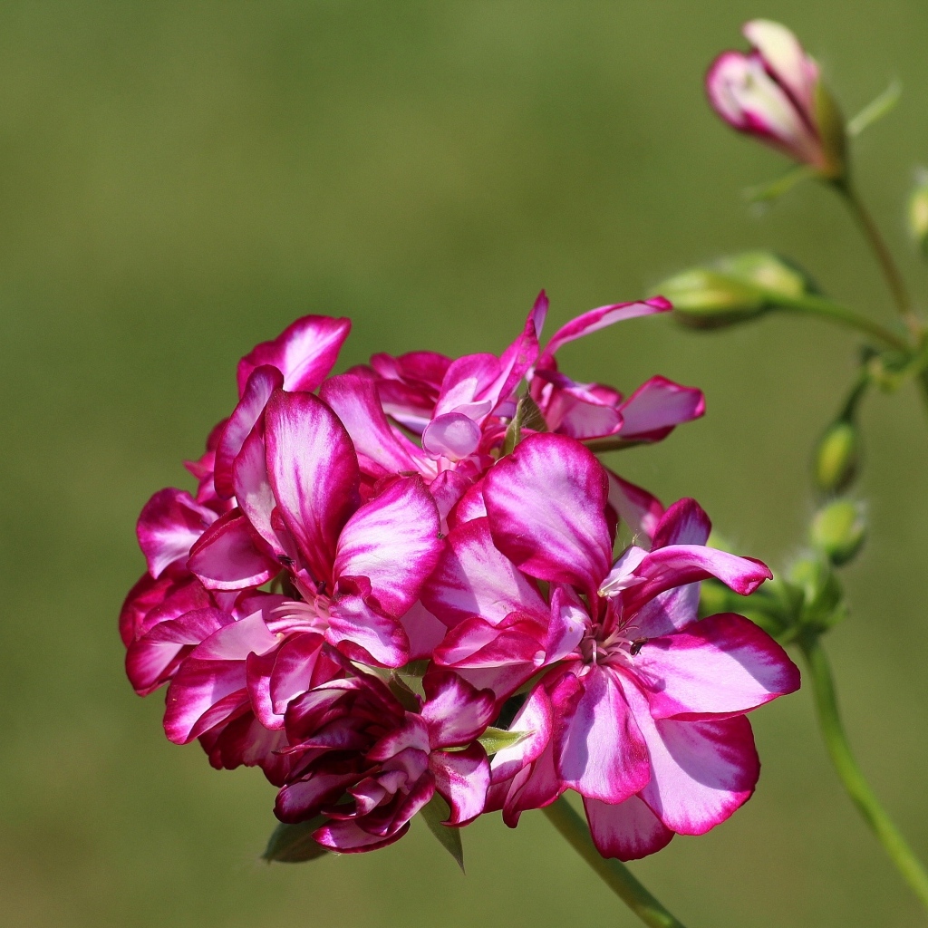 Розовые цветы герани крупным планом