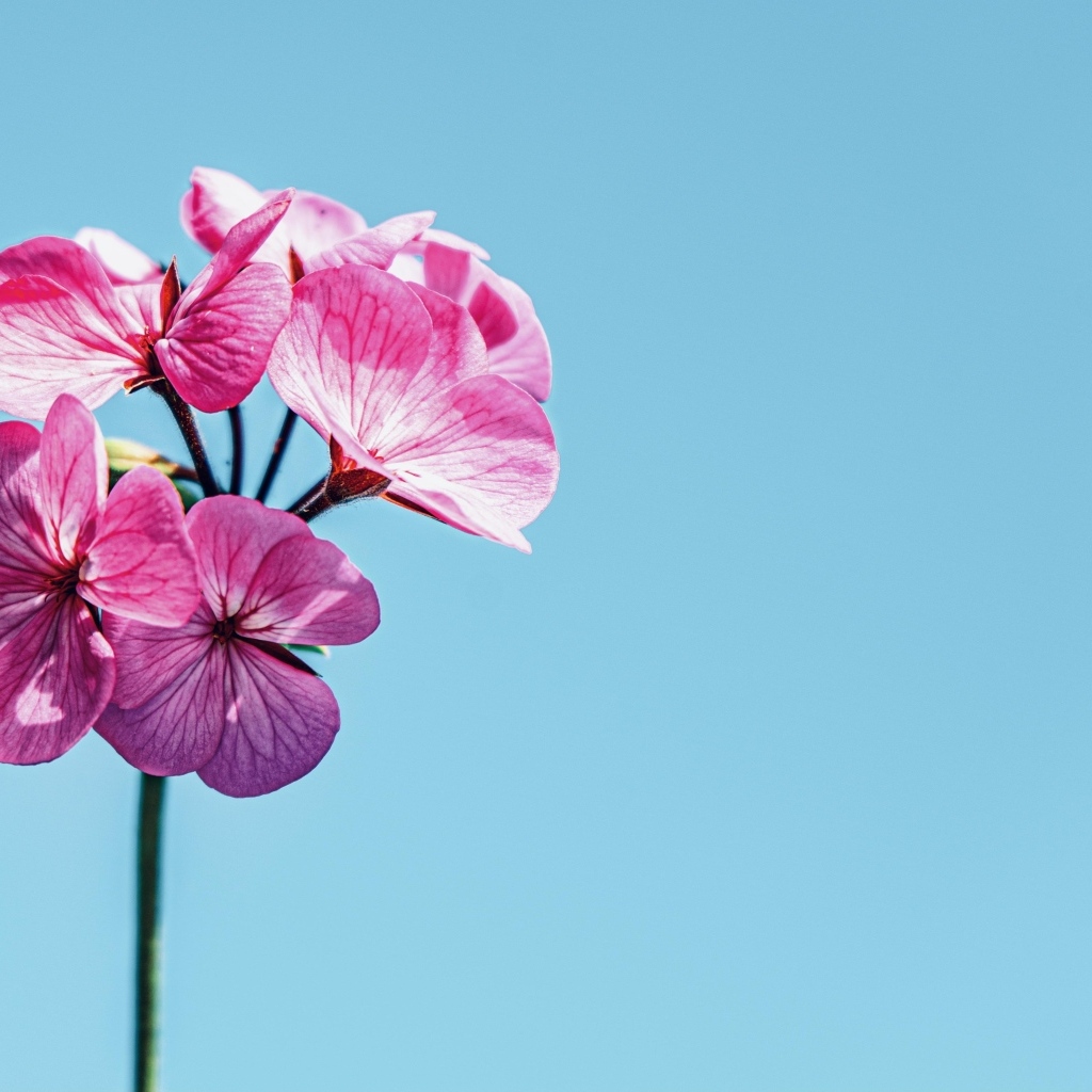 Розовые цветы герани на голубом фоне