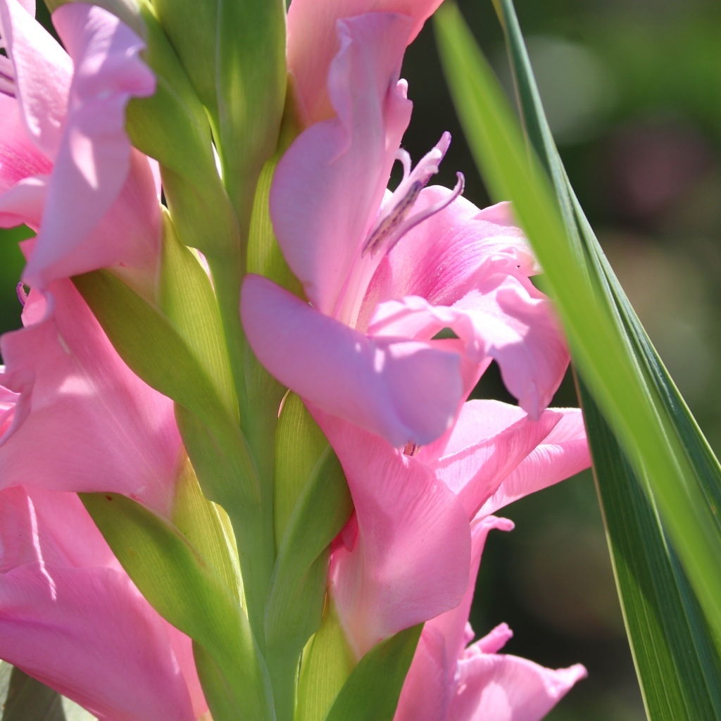 Розовые гладиолусы  с зелеными листьями крупным планом
