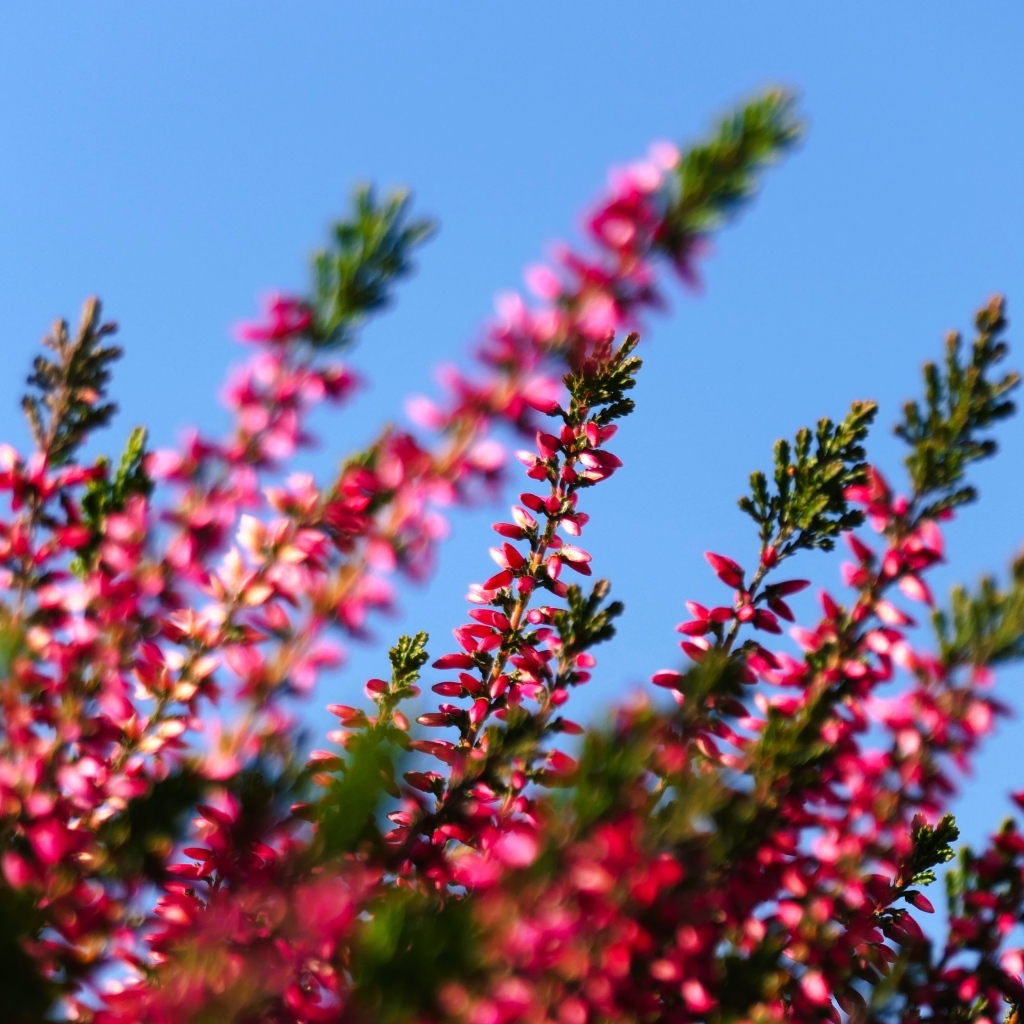 Розовый вереск на фоне голубого неба