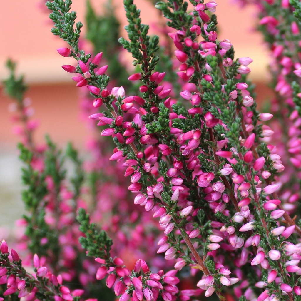 Розовые цветы вереска крупным планом