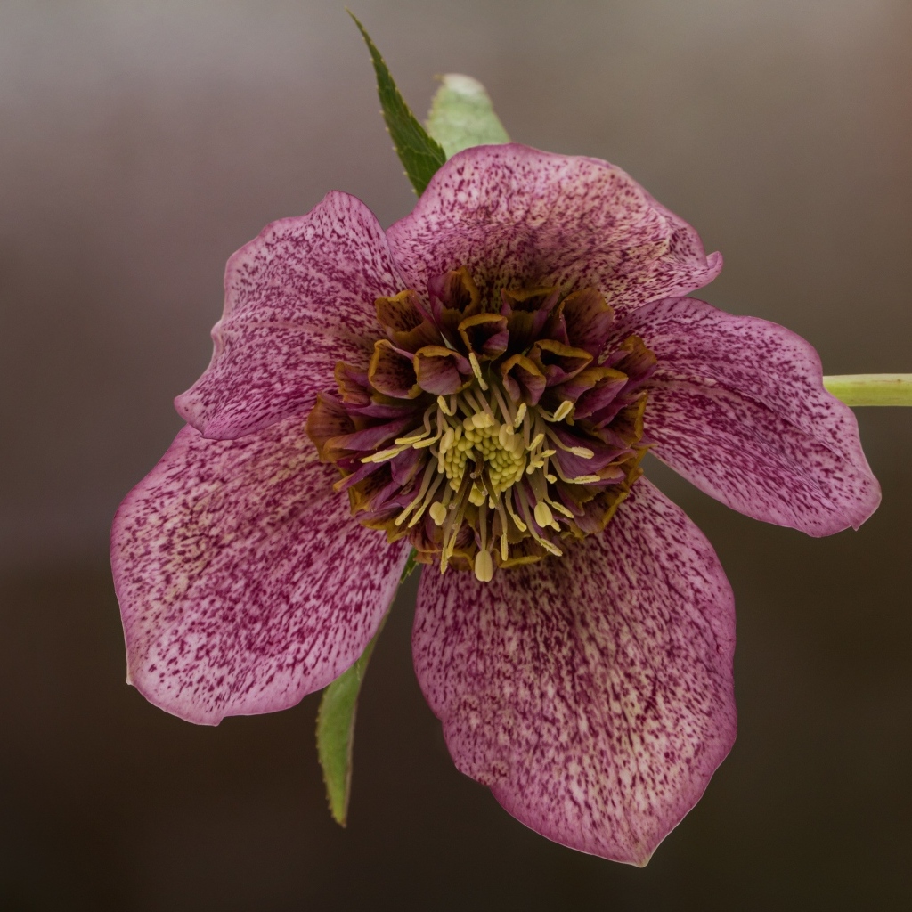 Розовый цветок морозника крупным планом