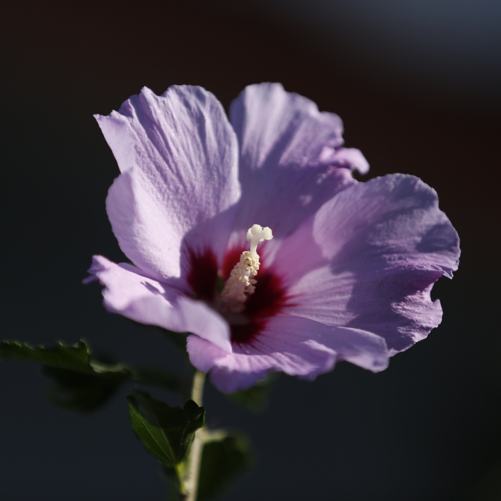 Розовый цветок гибискуса крупным планом