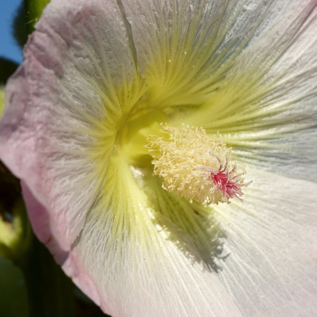 Розовый цветок гибискуса крупным планом