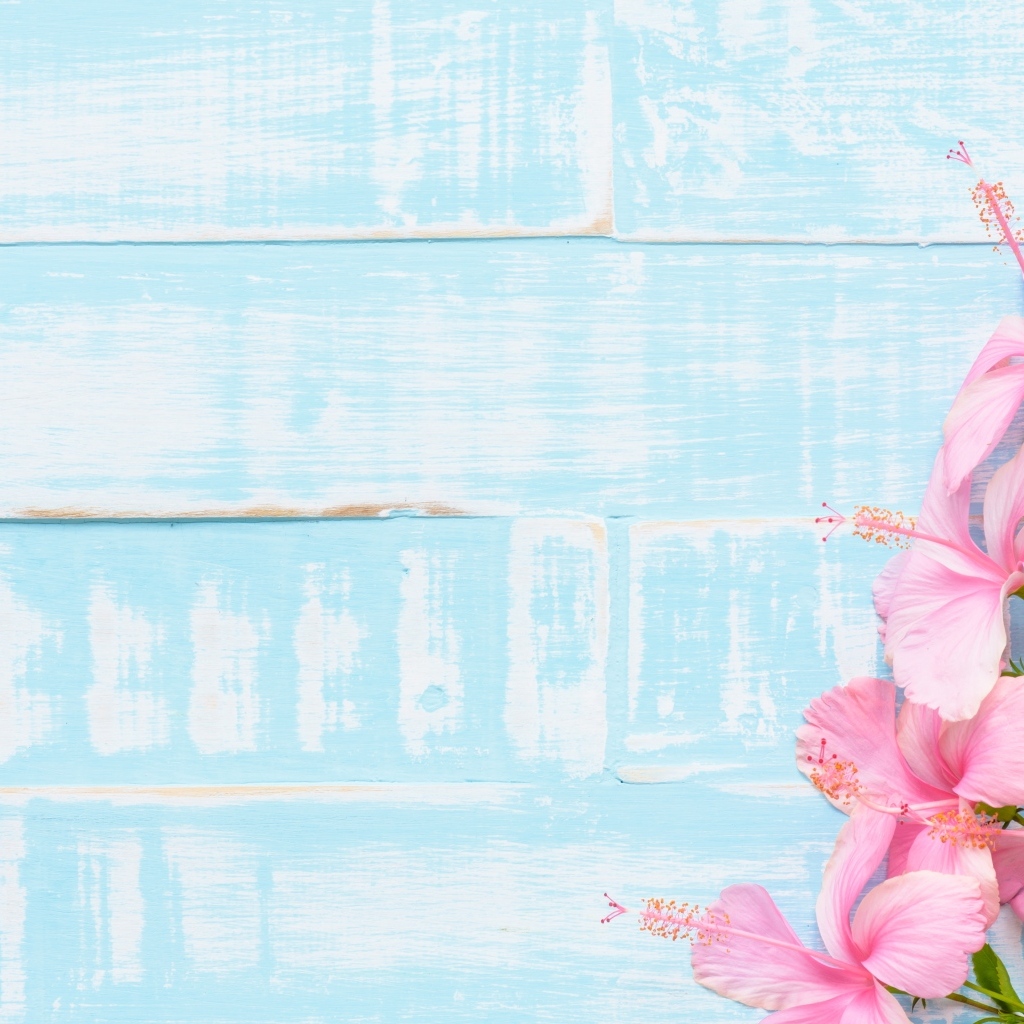 Розовые цветы гибискуса на голубом фоне