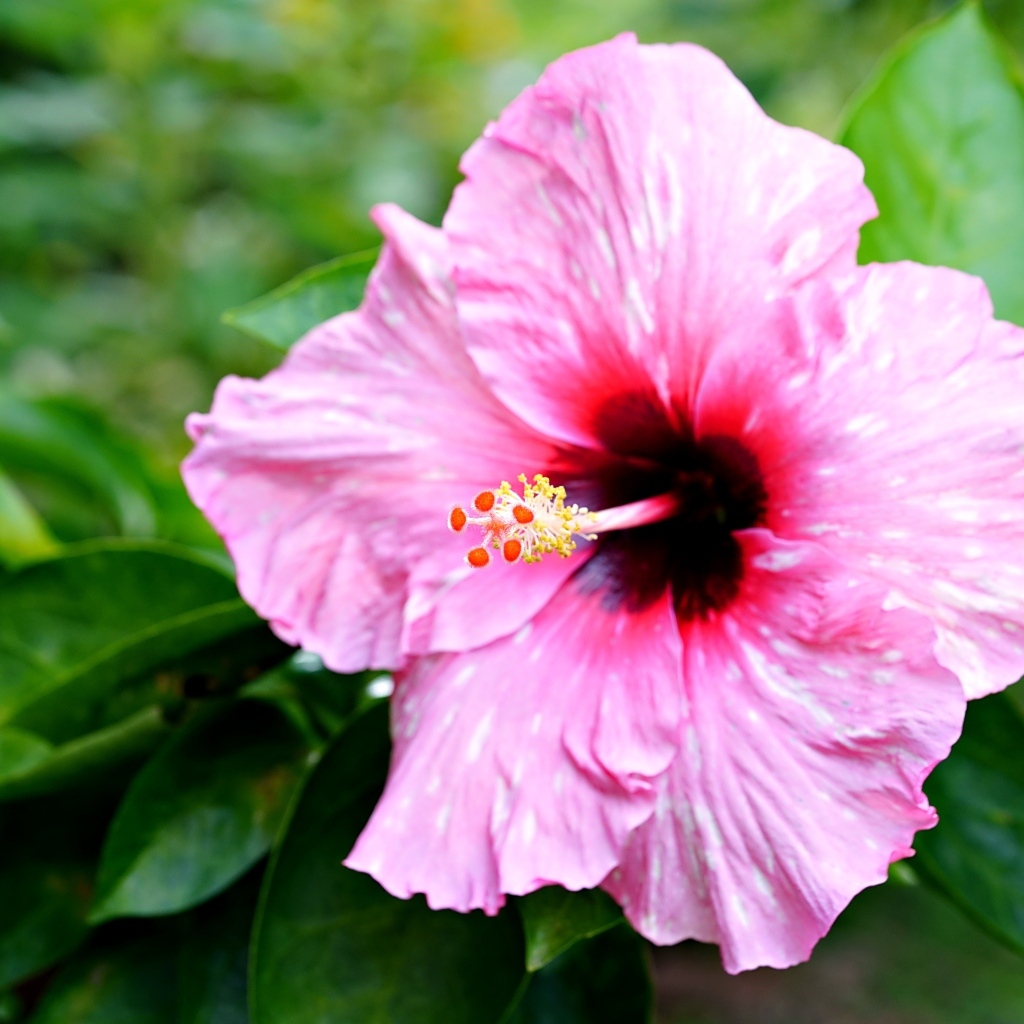 Розовый гибискус с зелеными листьями крупным планом