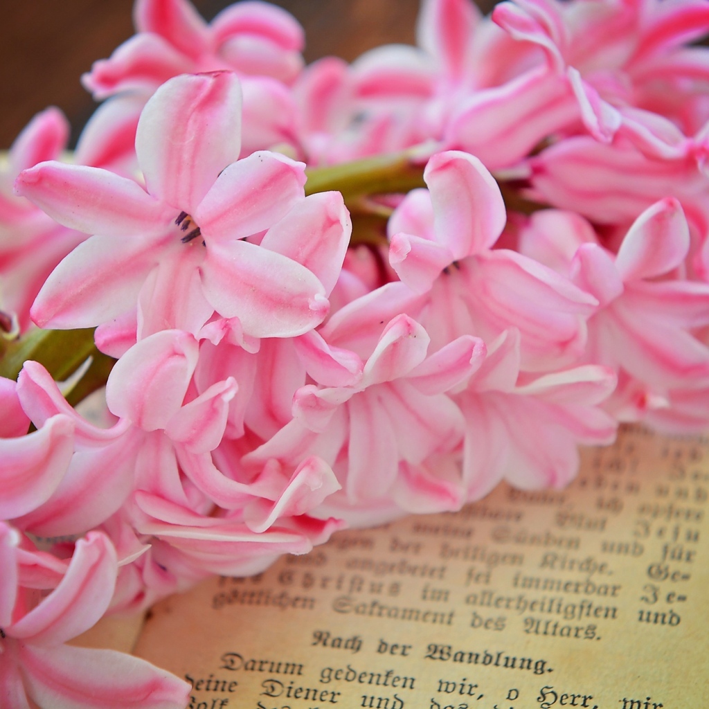 Розовый цветок гиацинта лежит на книге