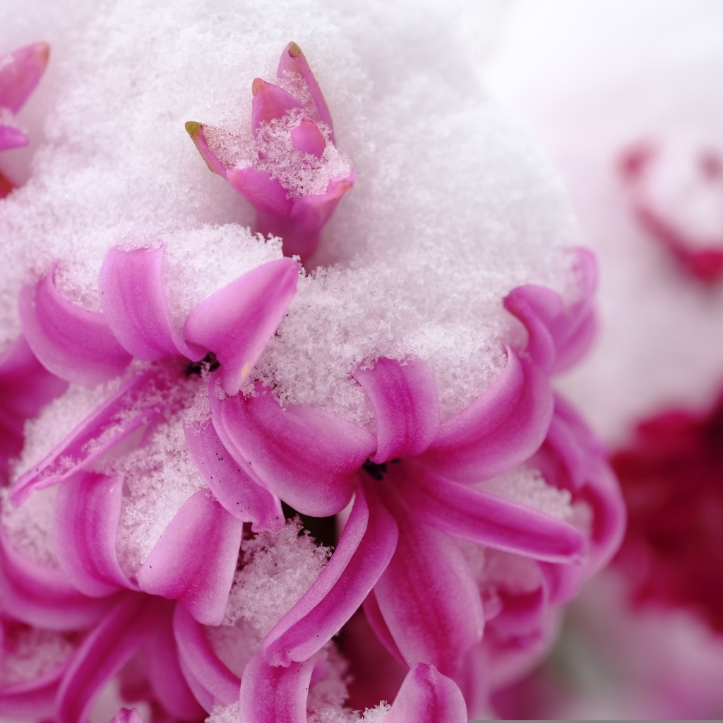 Розовые цветы гиацинта в снегу