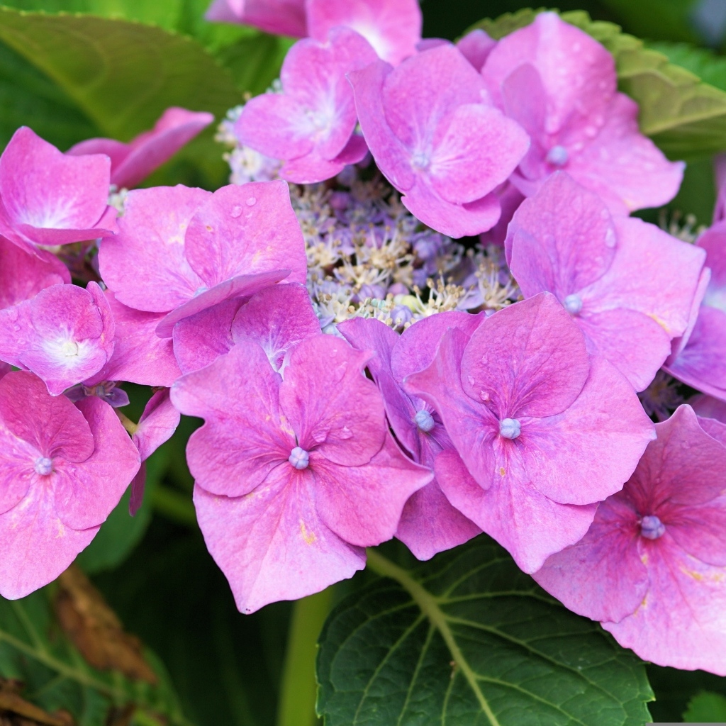 Цветы розовой гортензии распускаются в саду