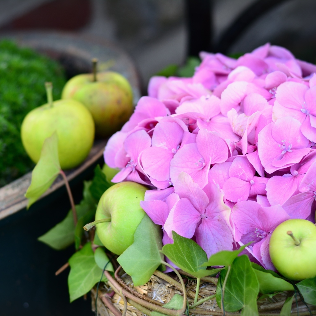 Розовые цветы гортензии с зелеными яблоками