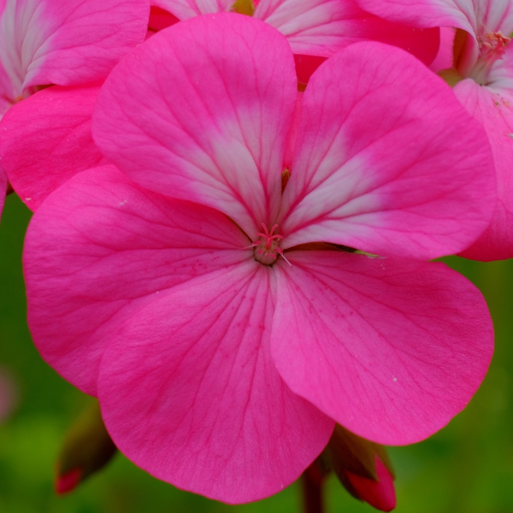 Розовые комнатные цветы пеларгония