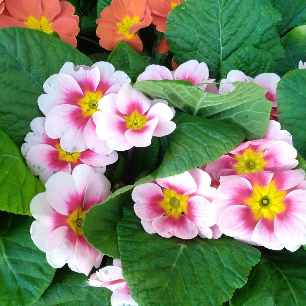 Розовый комнатный цветок примула с зелеными листьями