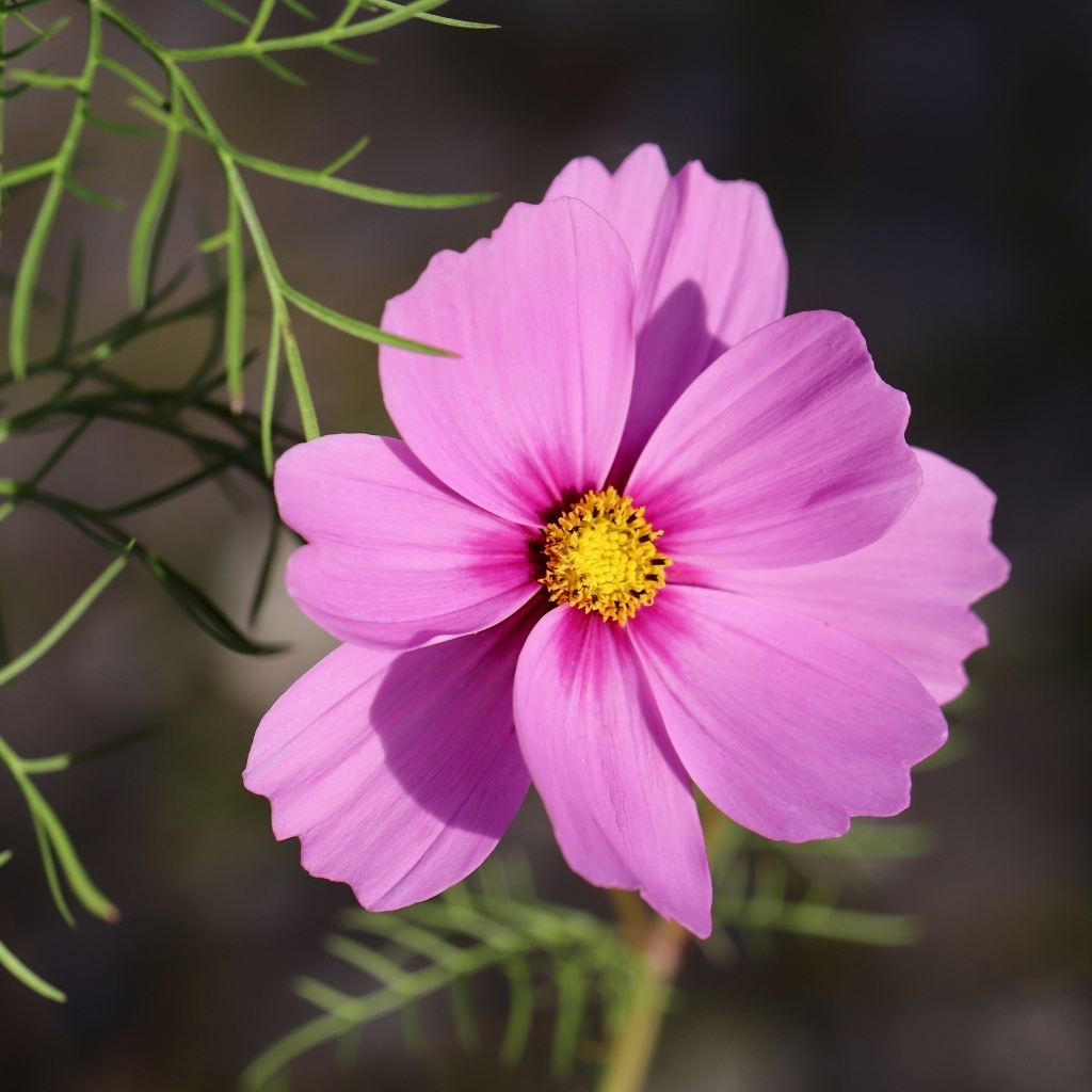 Розовый цветок космея крупным планом