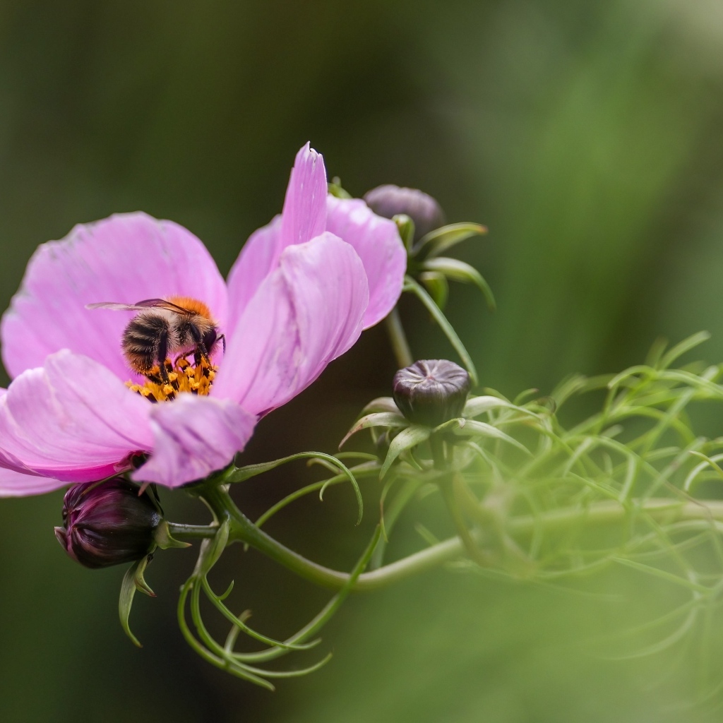 Розовый цветок космея с пчелой
