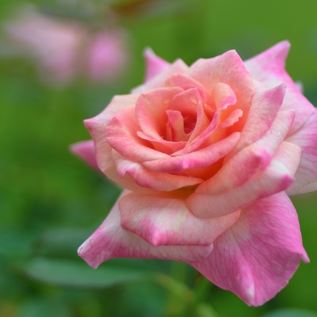 Розовая крупная роза на зеленом фоне