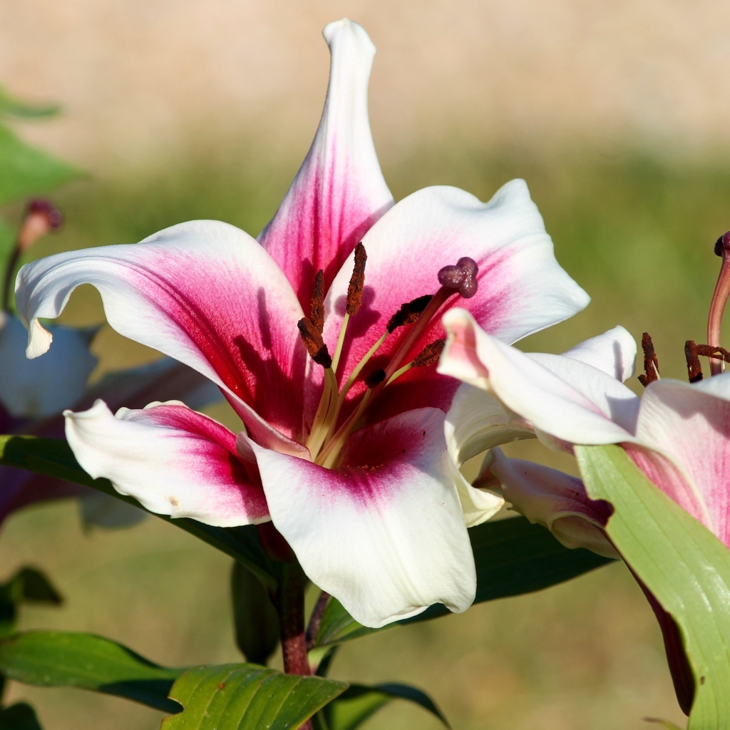 Розовые лилии в саду в лучах солнца